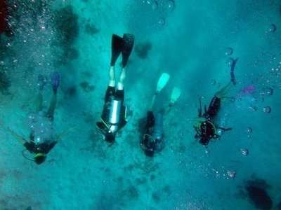 How to Become a Marine Biologist